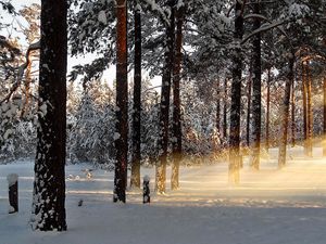 Превью обои свет, деревья, лучи, лес, зима, пробуждение