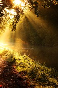 Превью обои свет, солнце, лучи, зарево, река, ветви, дерево, утро