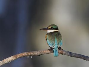 Превью обои священная альциона, птица, клюв, ветка