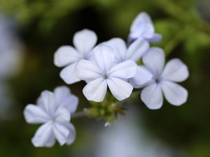 Превью обои свинчатка, цветы, лепестки, белый, макро