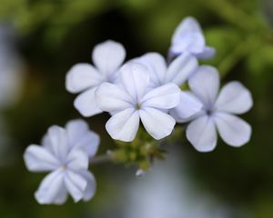 Превью обои свинчатка, цветы, лепестки, белый, макро