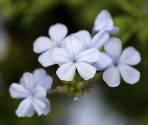 Превью обои свинчатка, цветы, лепестки, белый, макро