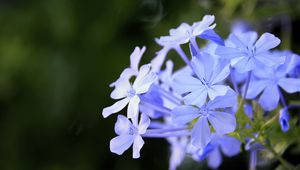 Превью обои свинчатка, цветы, синий, лепестки, размытие