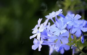 Превью обои свинчатка, цветы, синий, лепестки, размытие