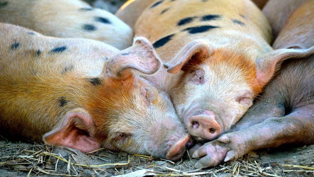 Обои свиньи, лежать, сон