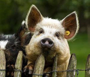 Превью обои свиньи, пара, забор