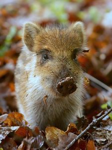Превью обои свинья, грязь, маленький, листья, осень