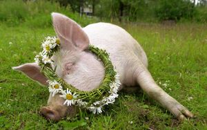 Превью обои свинья, лежать, трава, венок, цветы, ромашка