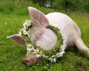 Превью обои свинья, лежать, трава, венок, цветы, ромашка