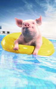 Превью обои свинья, надувной круг, забавный, животное, бассейн