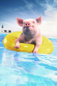 Превью обои свинья, надувной круг, забавный, животное, бассейн