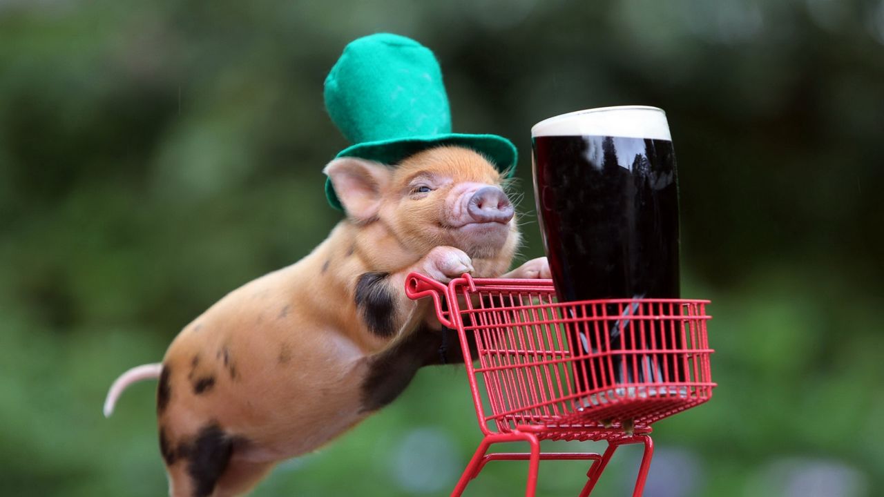 Обои свинья, напиток, корзина, шляпа