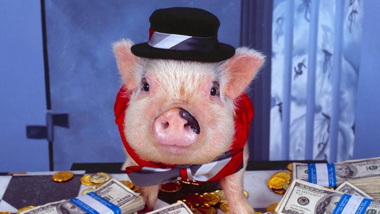 Обои свинья, наряд, деньги, шляпа, золото, монеты, комната, костюм