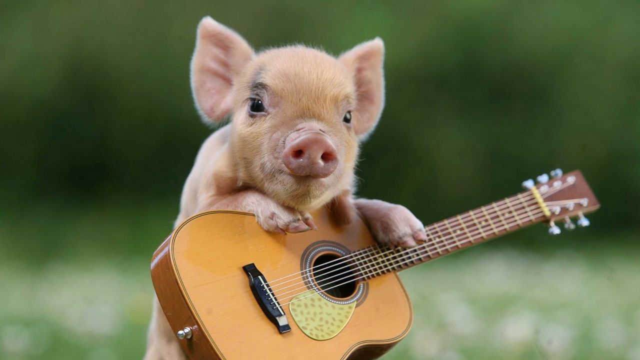 Обои свинья, поросенок, гитара