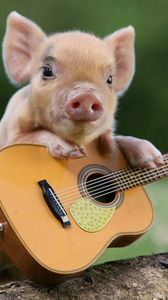 Превью обои свинья, поросенок, гитара