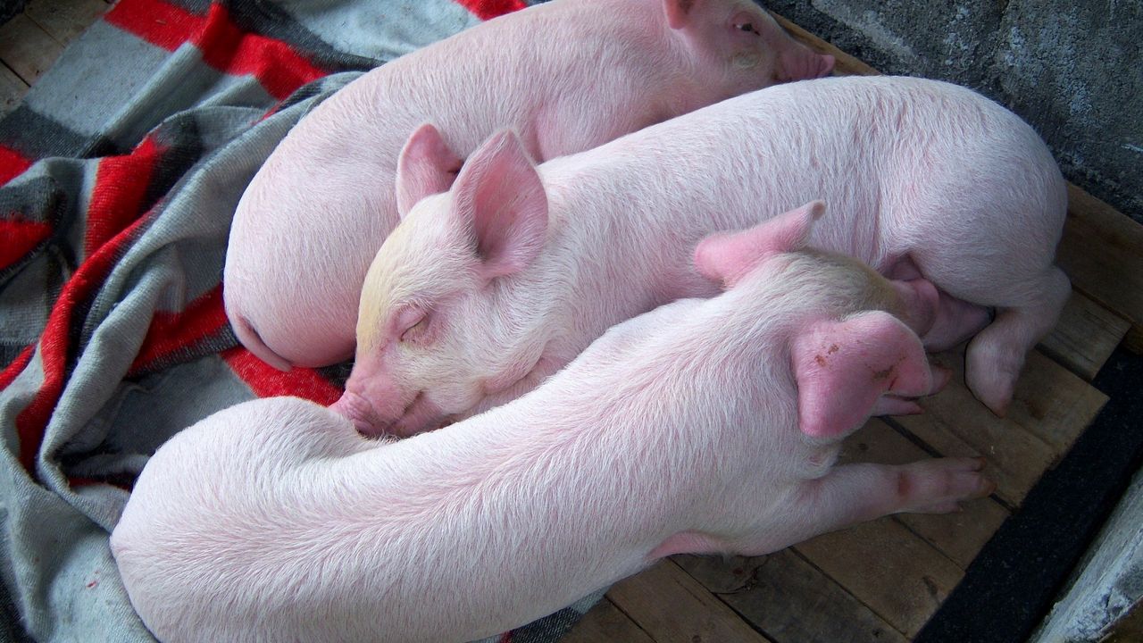 Обои свинья, три, лежать, сон