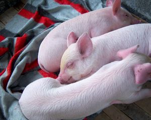 Превью обои свинья, три, лежать, сон