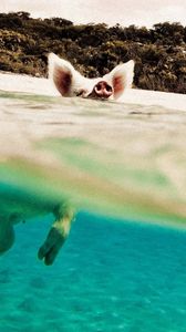 Превью обои свинья, вода, плавать