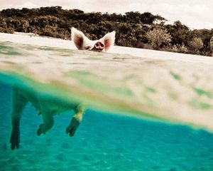 Превью обои свинья, вода, плавать