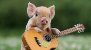 Превью обои свинья, поросенок, гитара