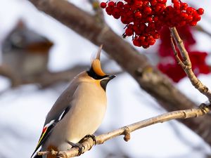 Превью обои свиристель, птица, ветка, ягоды, зима