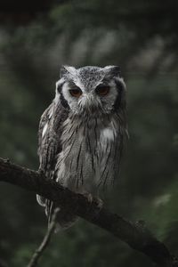 Превью обои сыч, птица, взгляд, ветка