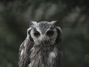 Превью обои сыч, птица, взгляд, ветка