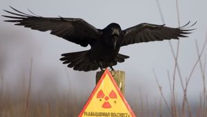 Превью обои табличка, ворон, предупреждение, danger