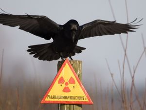 Превью обои табличка, ворон, предупреждение, danger