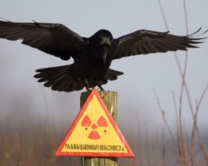 Превью обои табличка, ворон, предупреждение, danger