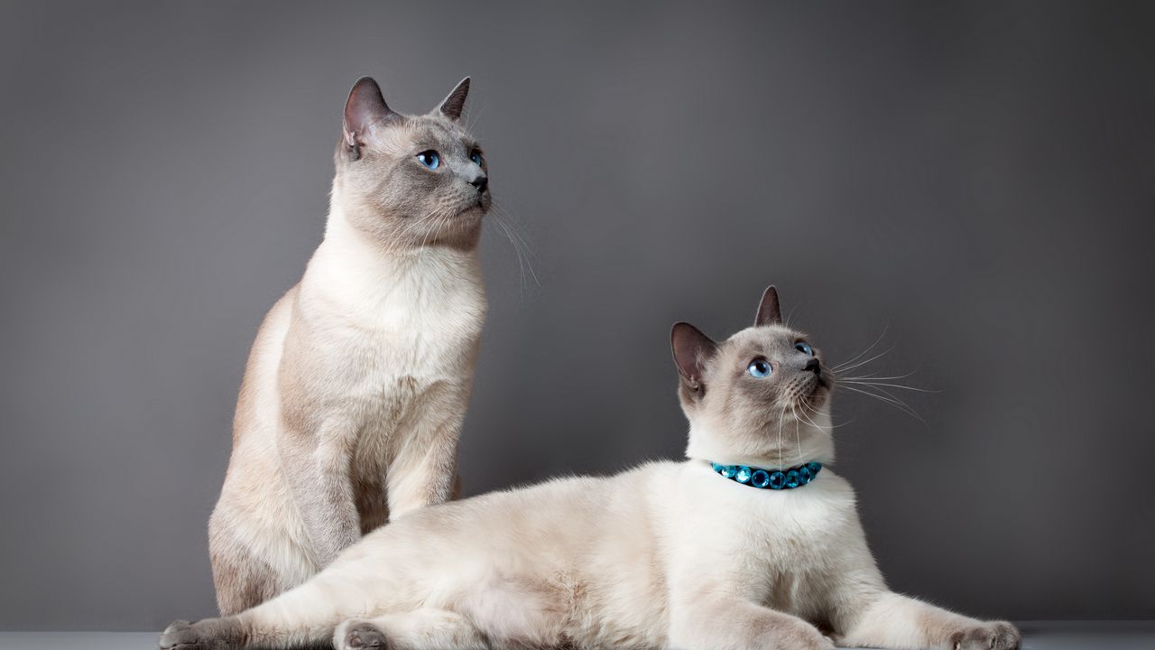 Обои тайский кот, коты, пара, красивые, породистые