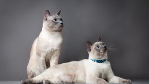 Превью обои тайский кот, коты, пара, красивые, породистые