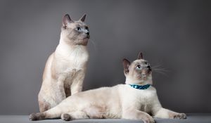 Превью обои тайский кот, коты, пара, красивые, породистые