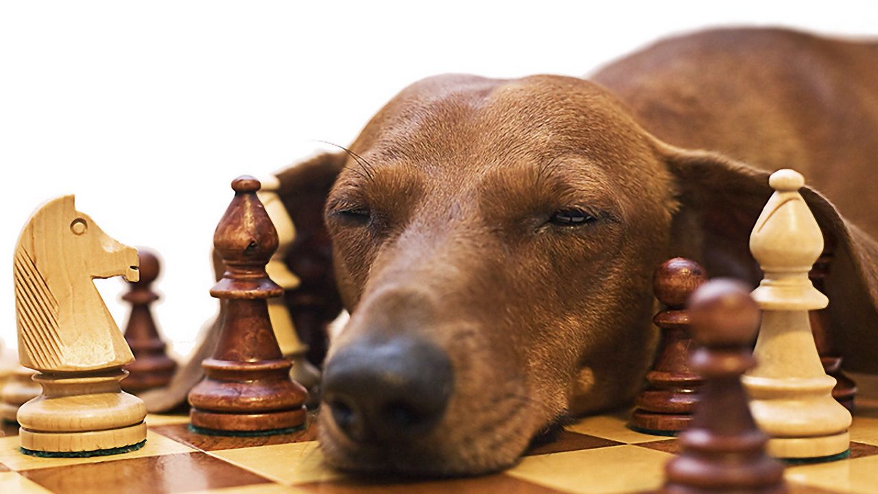 Обои такса, шахматы, собака, морда, усталость