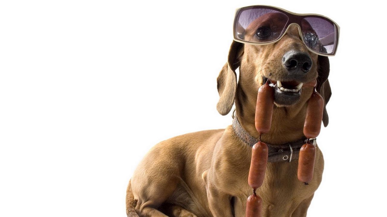 Обои такса, собака, очки, сосиски, крутой