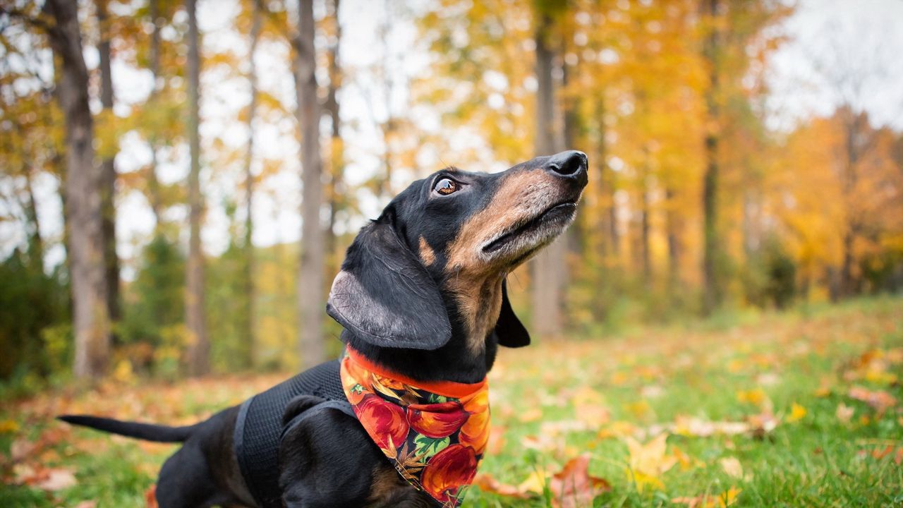 Обои такса, собака, платок, трава, листья, осень
