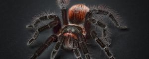 Превью обои тарантул, арахнофобия, паук, паук-птицеед