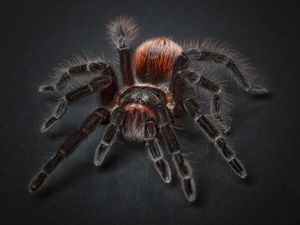 Превью обои тарантул, арахнофобия, паук, паук-птицеед