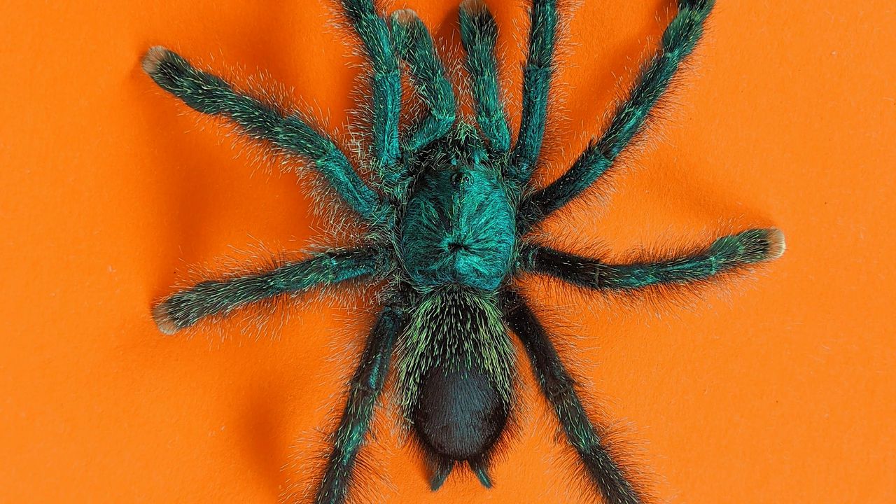 Обои тарантул, паук, насекомое, пушистый, оранжевый