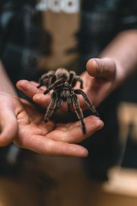 Превью обои тарантул, паук, руки