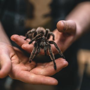 Превью обои тарантул, паук, руки