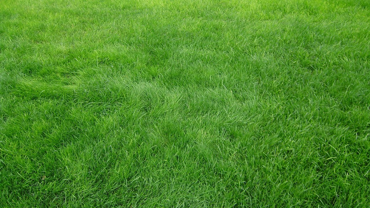 Обои текстура, трава, поле, зеленый