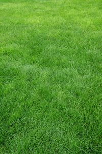Превью обои текстура, трава, поле, зеленый