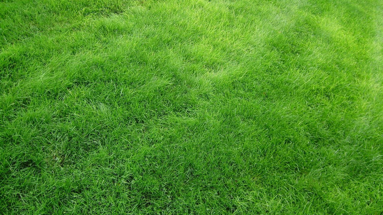 Обои текстура, трава, поле, газон, зеленый
