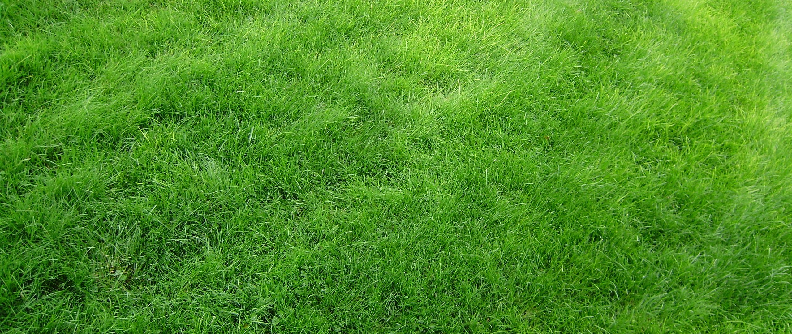 Скачать 2560x1080 текстура, трава, поле, газон, зеленый обои, картинки два  монитора 1080p