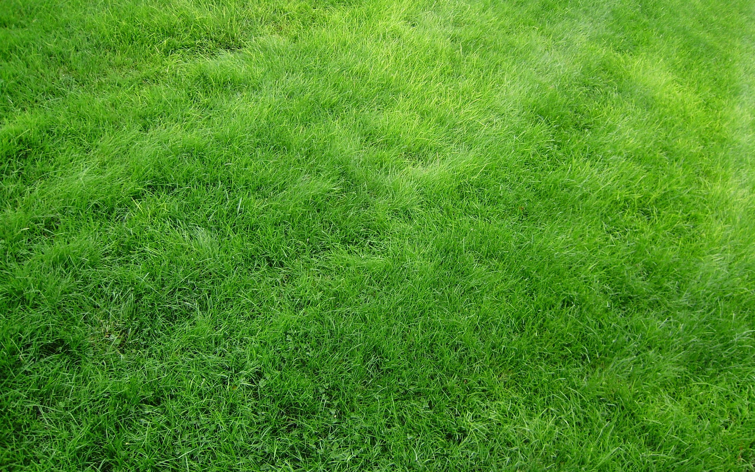 Скачать 2560x1600 текстура, трава, поле, газон, зеленый обои, картинки 16:10