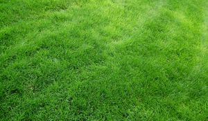 Превью обои текстура, трава, поле, газон, зеленый