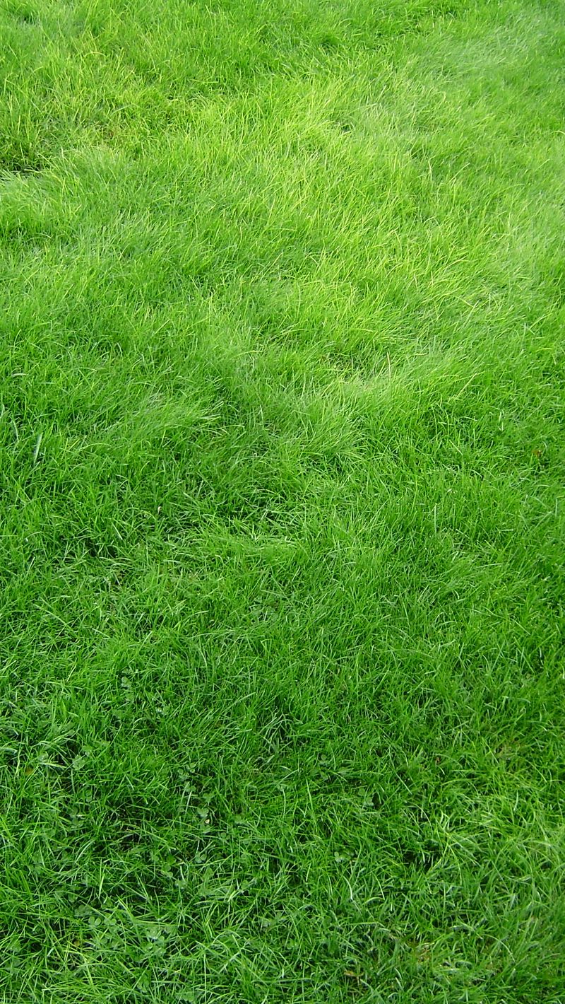 Скачать 800x1420 текстура, трава, поле, газон, зеленый обои, картинки  iphone se/5s/5c/5 for parallax