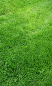 Превью обои текстура, трава, поле, газон, зеленый