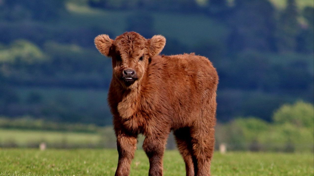 Обои теленок, корова, пушистый, трава